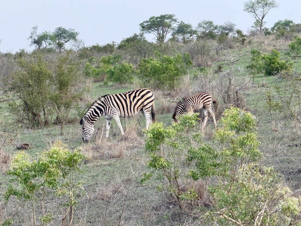 Londolozi