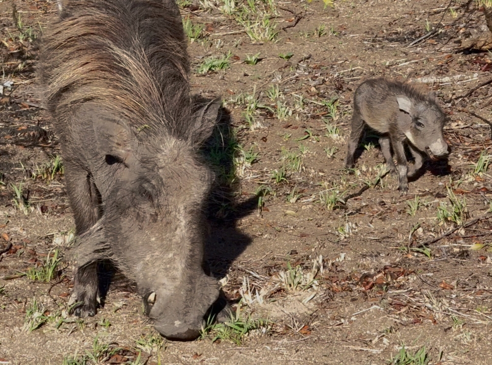 Londolozi
