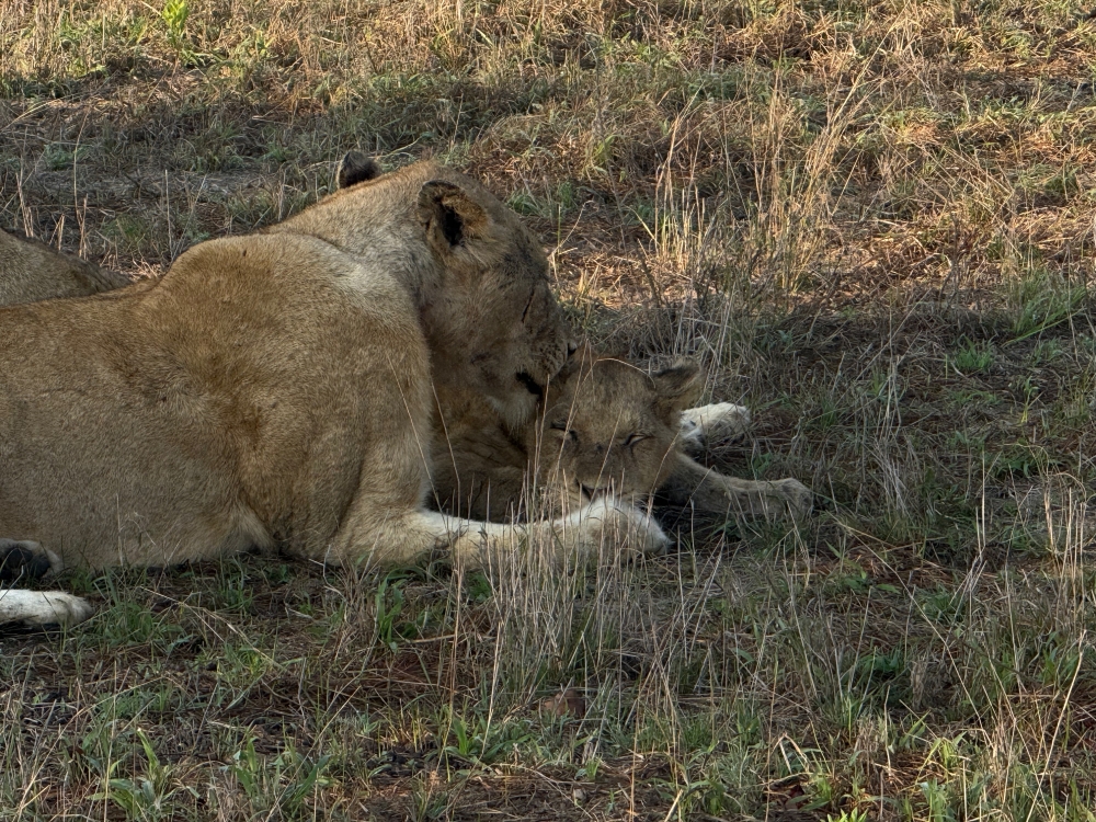 Londolozi