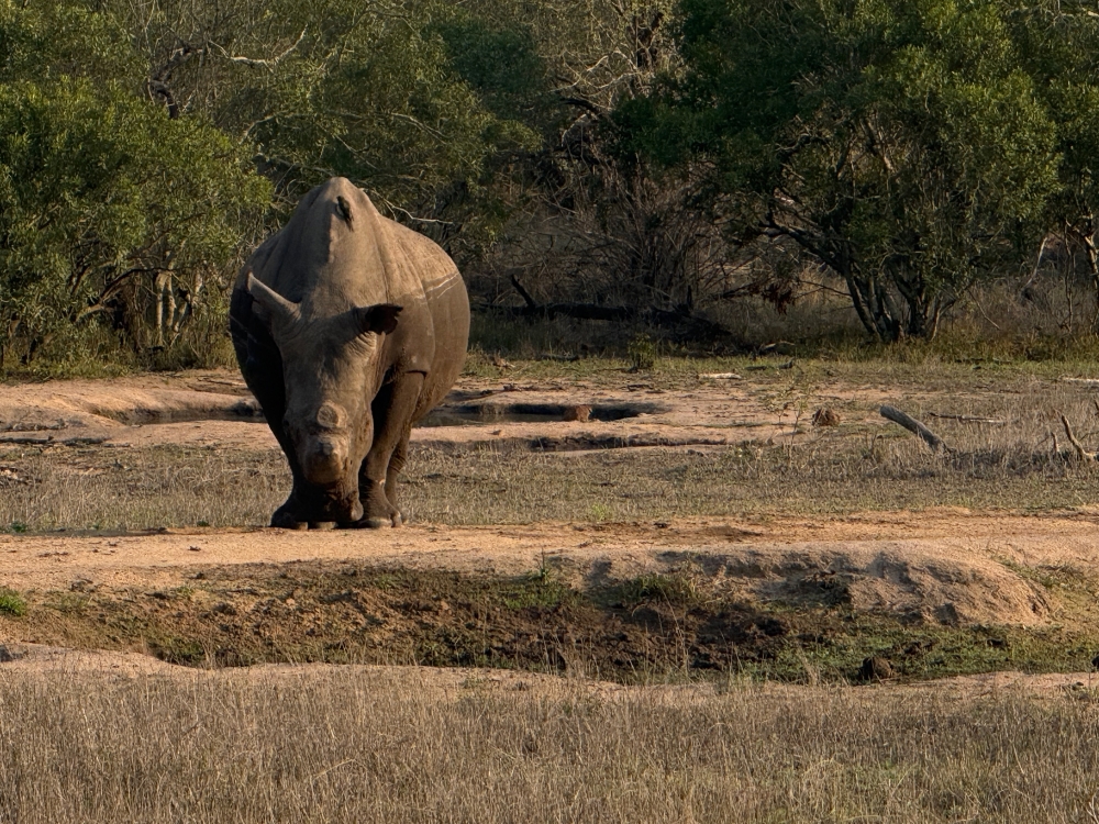 Londolozi