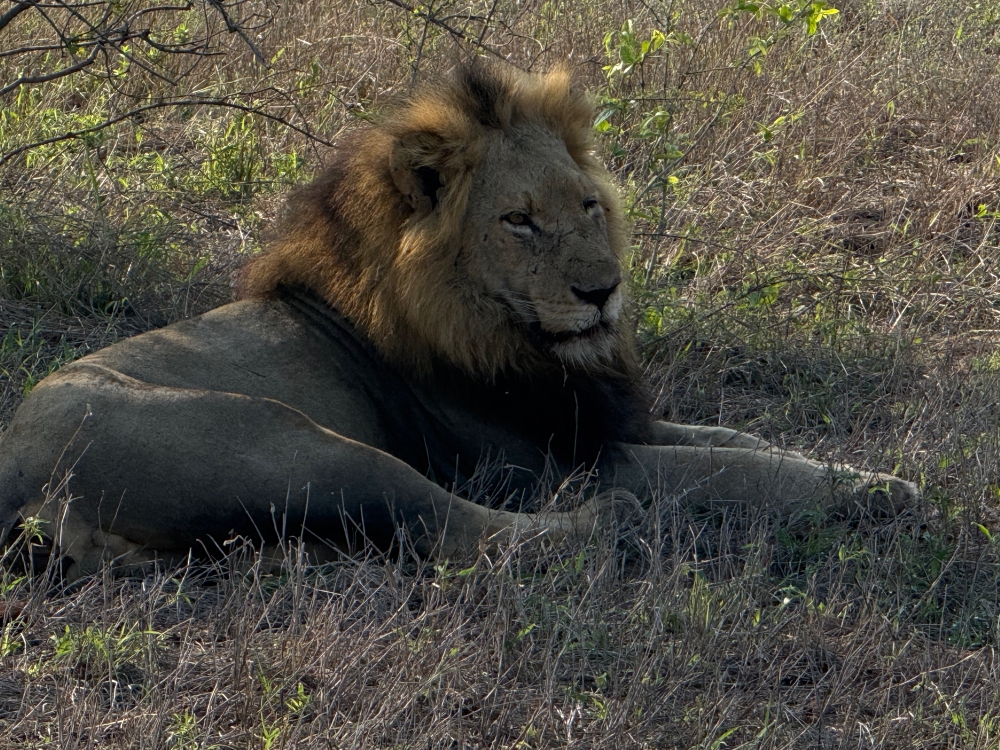 Londolozi