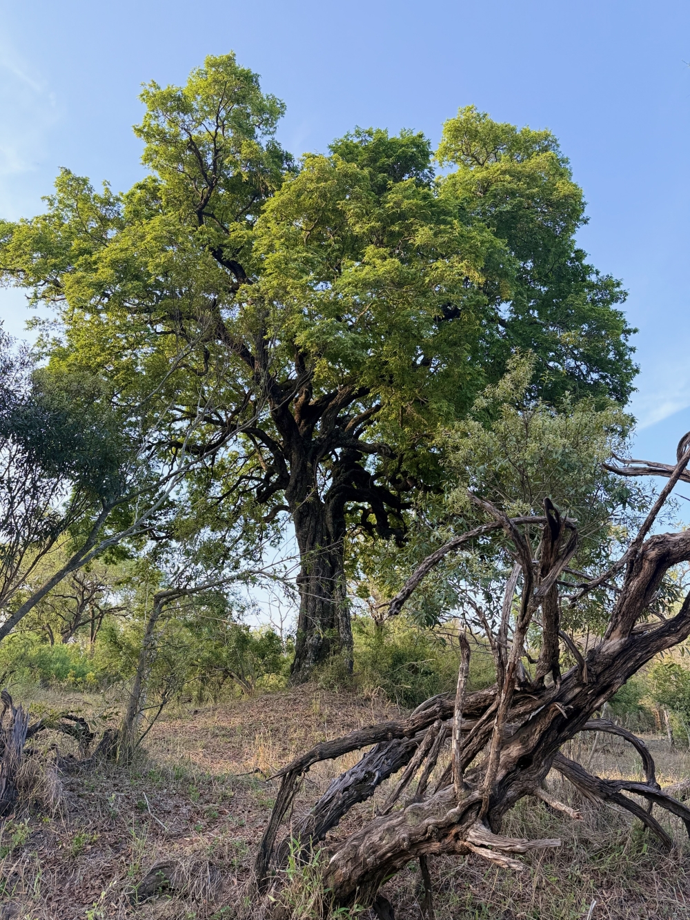 Londolozi