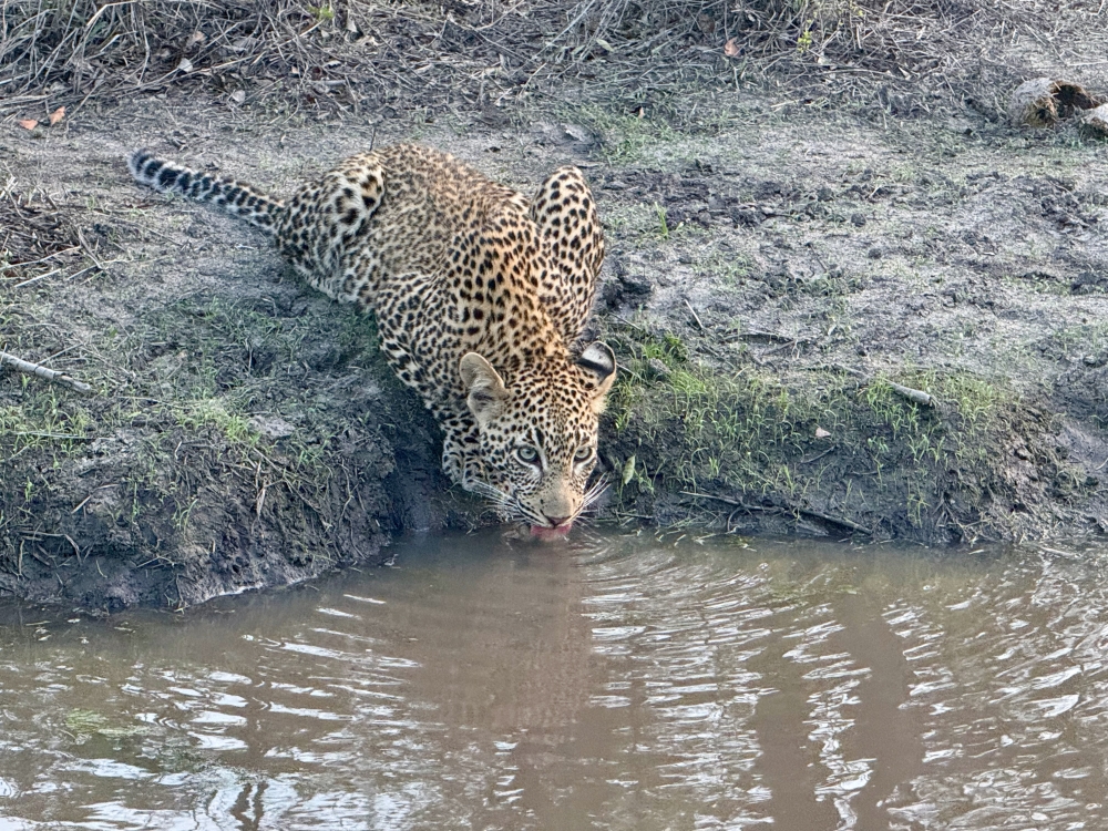 Londolozi