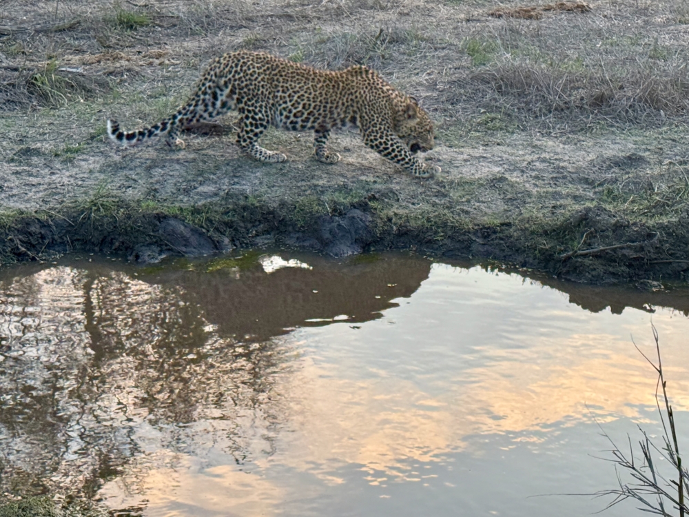 Londolozi