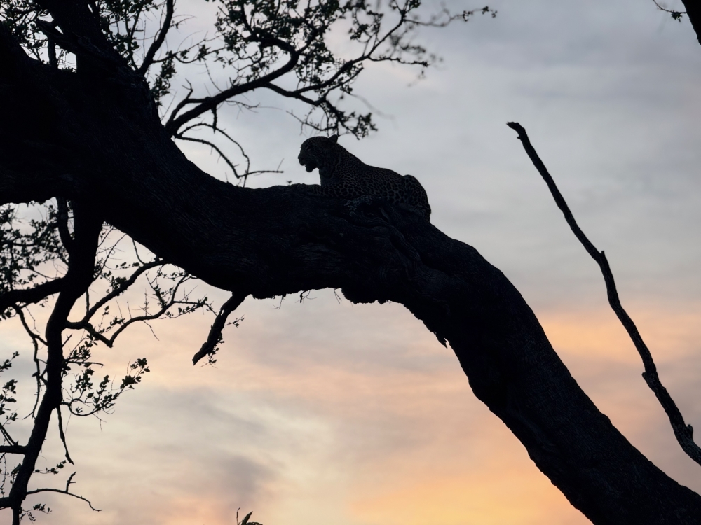 Londolozi