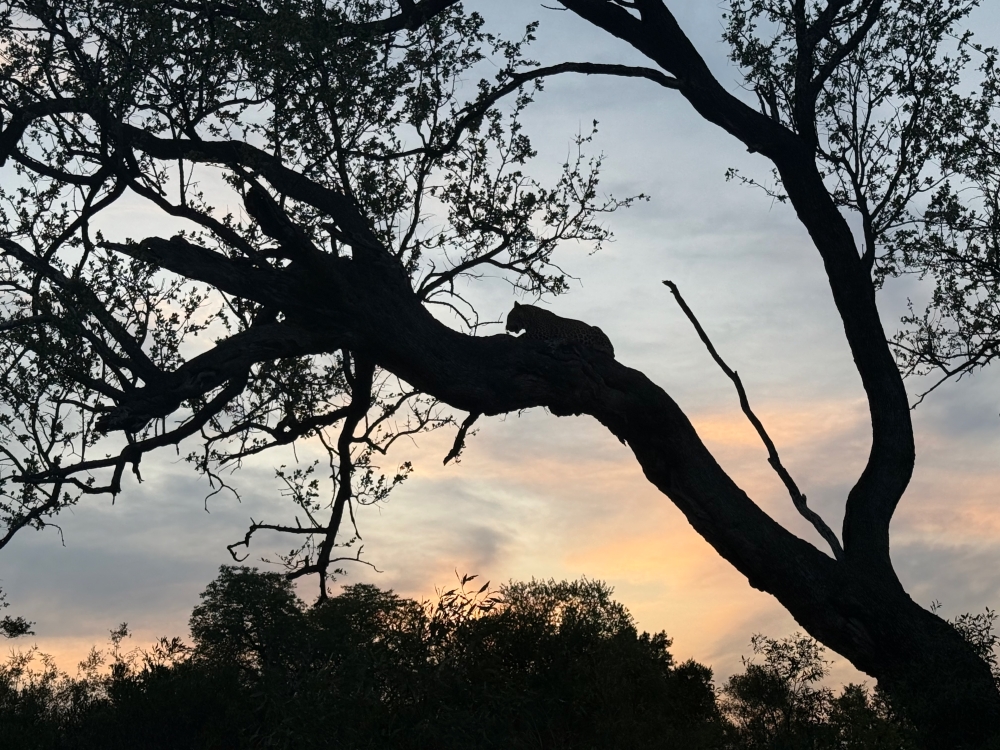 Londolozi