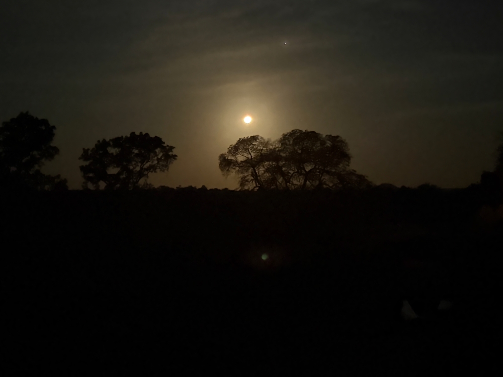Londolozi