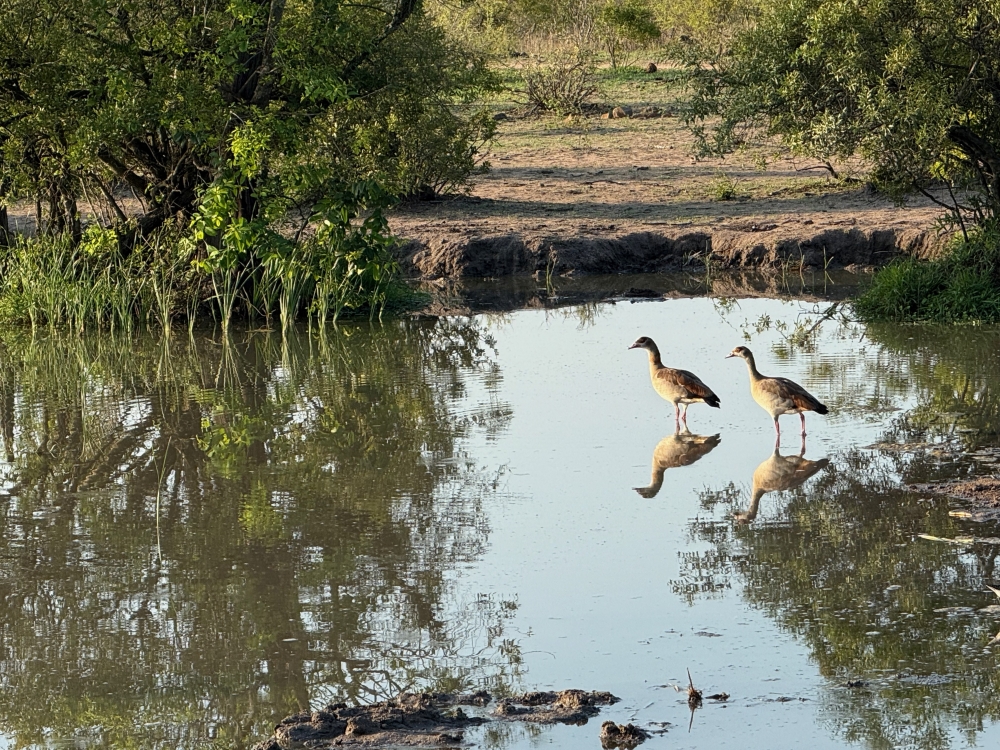 Londolozi