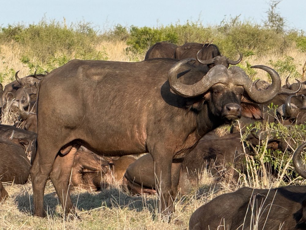 Londolozi