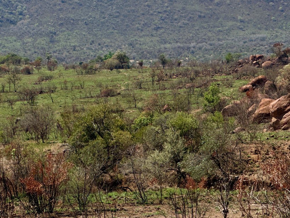 Pilanesberg