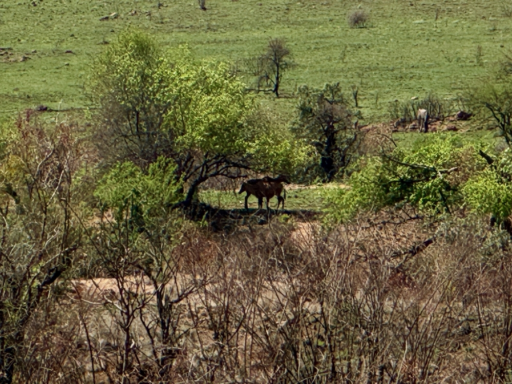 Pilanesberg