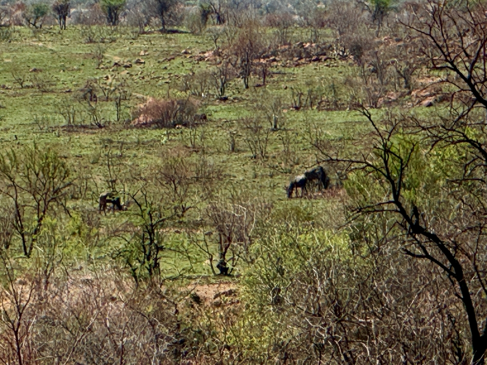 Pilanesberg