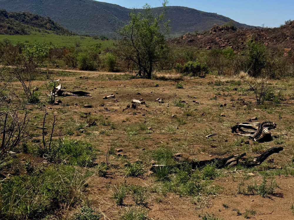Pilanesberg