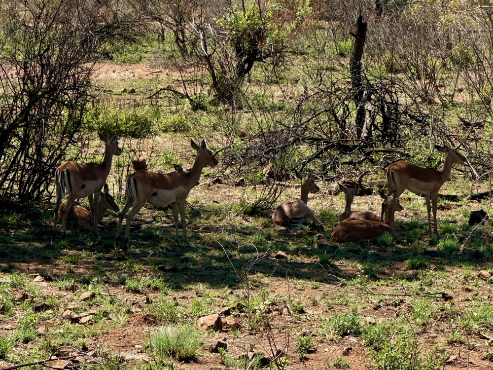 Pilanesberg