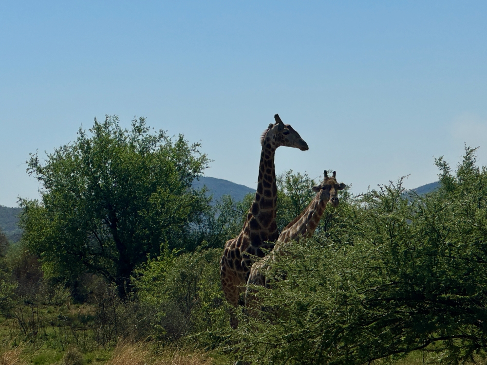 Pilanesberg