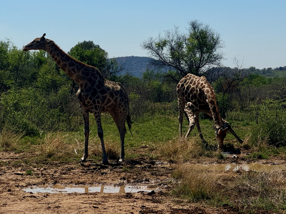 Pilanesberg