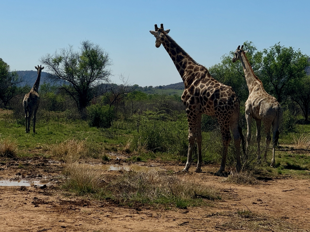 Pilanesberg