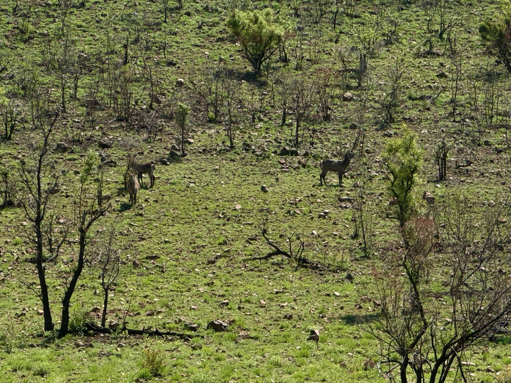 Pilanesberg