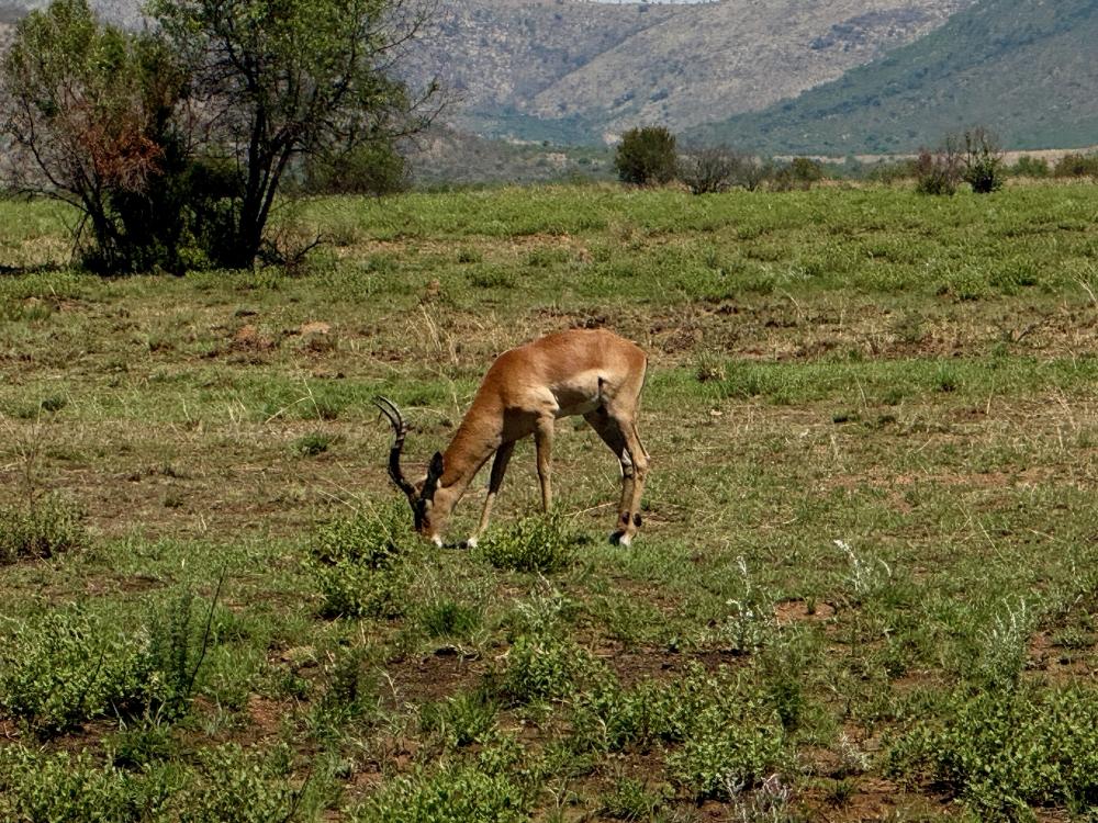 Pilanesberg