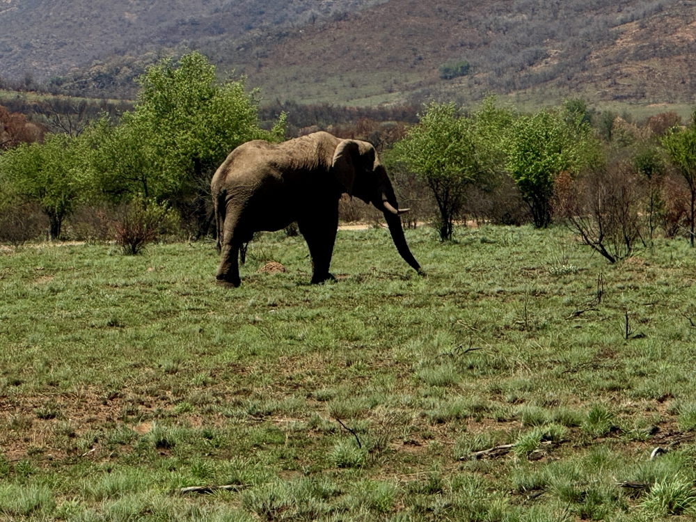 Pilanesberg