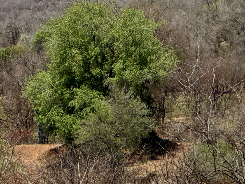Pilanesberg