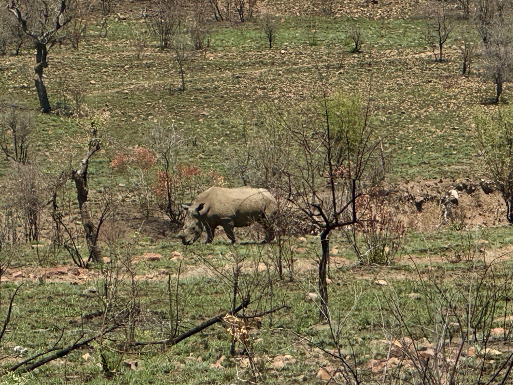 Pilanesberg
