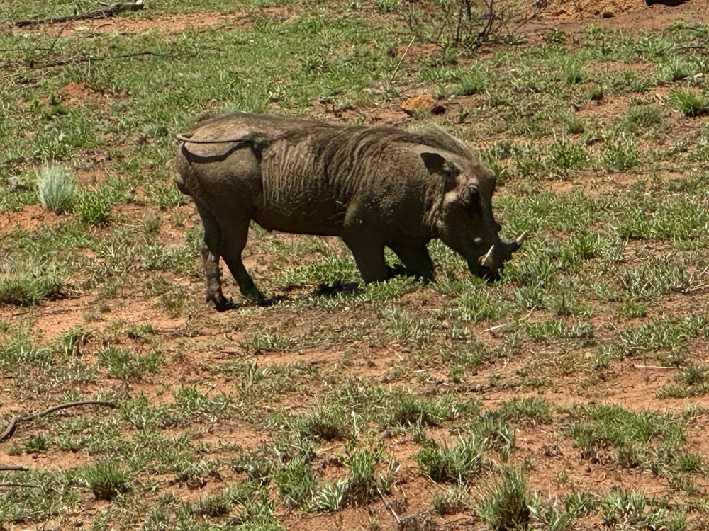 Pilanesberg
