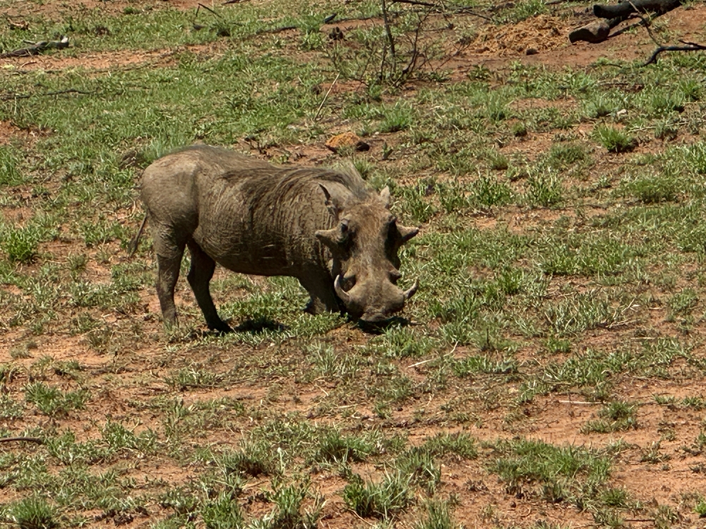 Pilanesberg