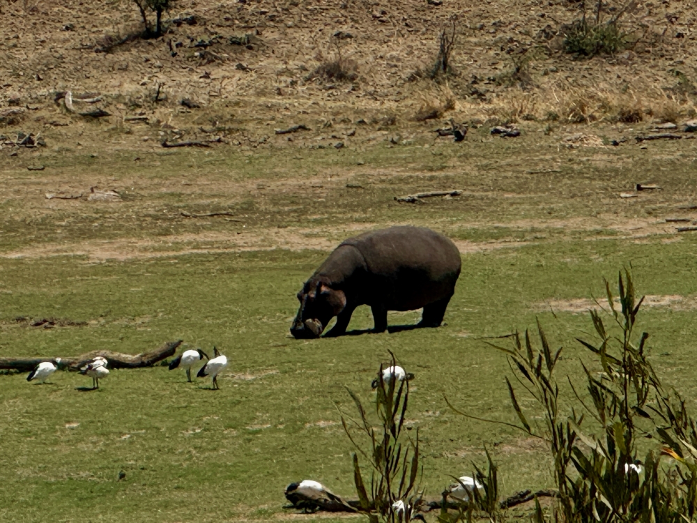 Pilanesberg