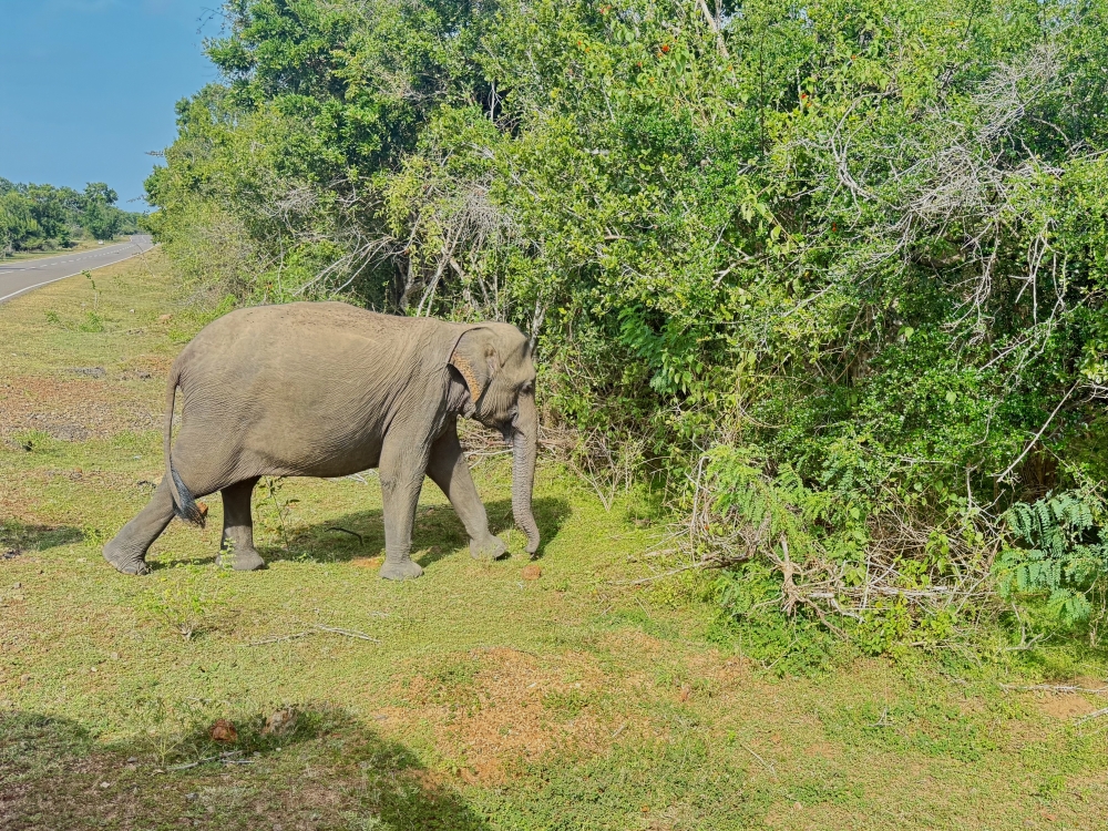 Sri Lanka