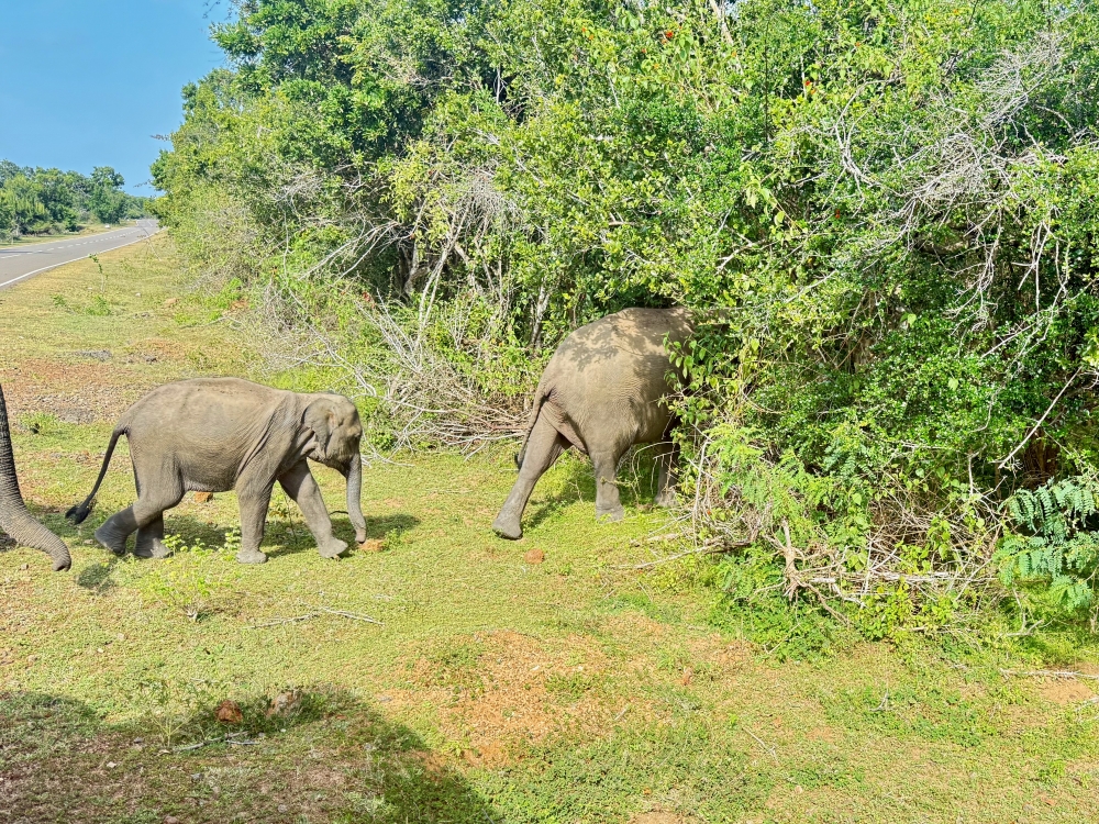 Sri Lanka