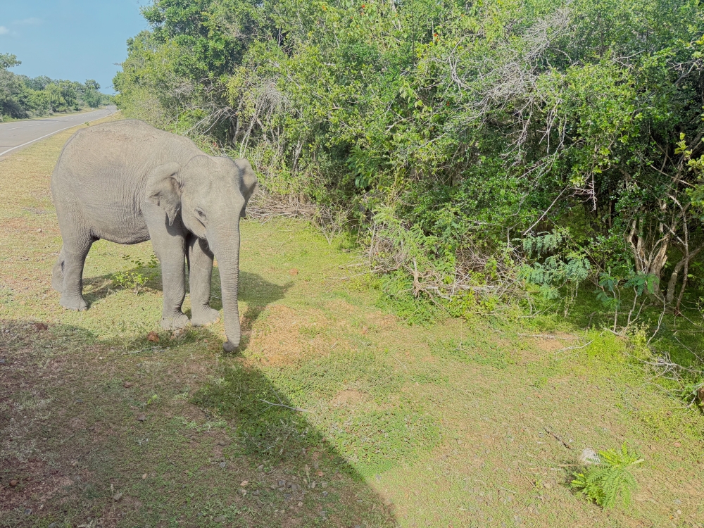Sri Lanka