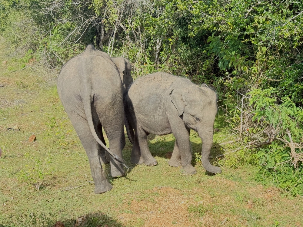 Sri Lanka