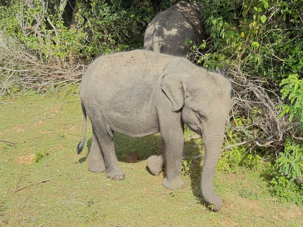 Sri Lanka