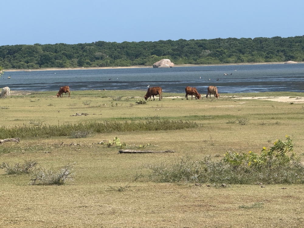 Sri Lanka