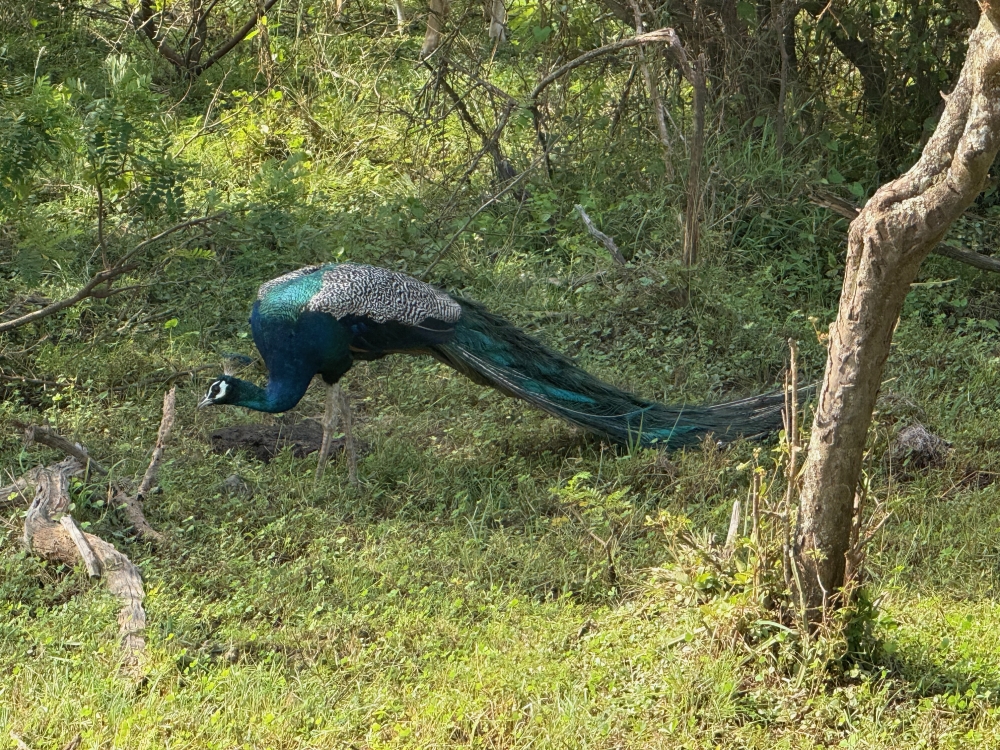 Sri Lanka