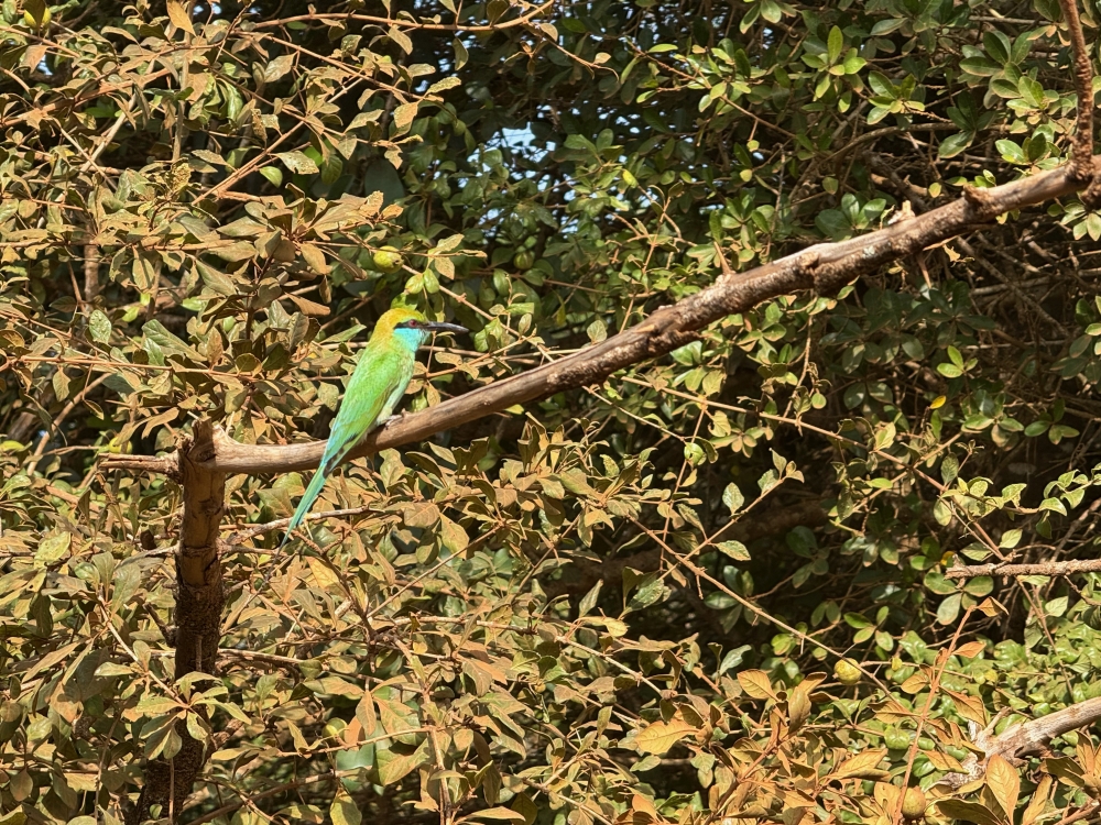 Sri Lanka