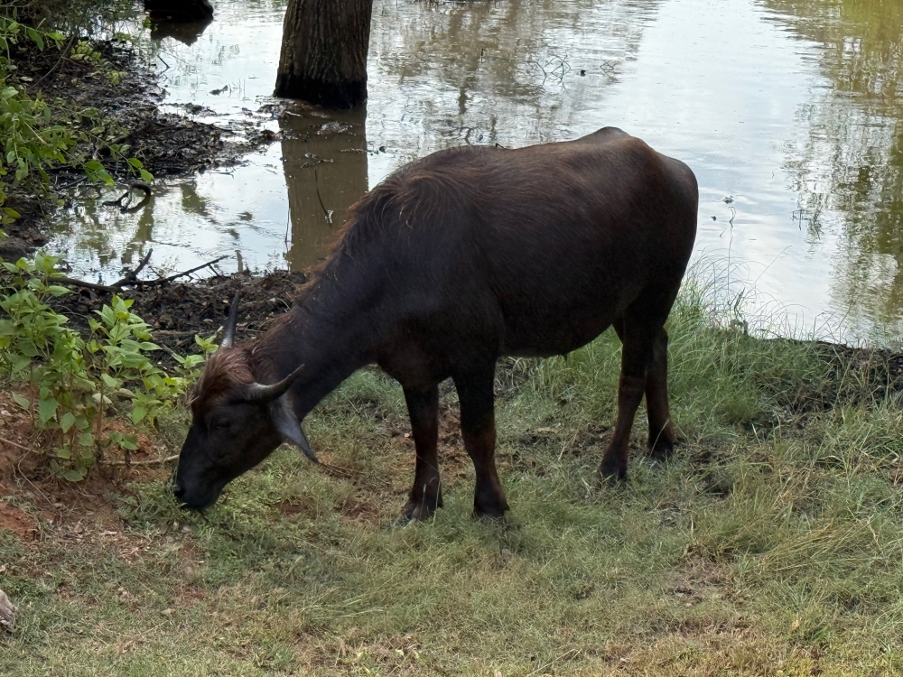 Sri Lanka