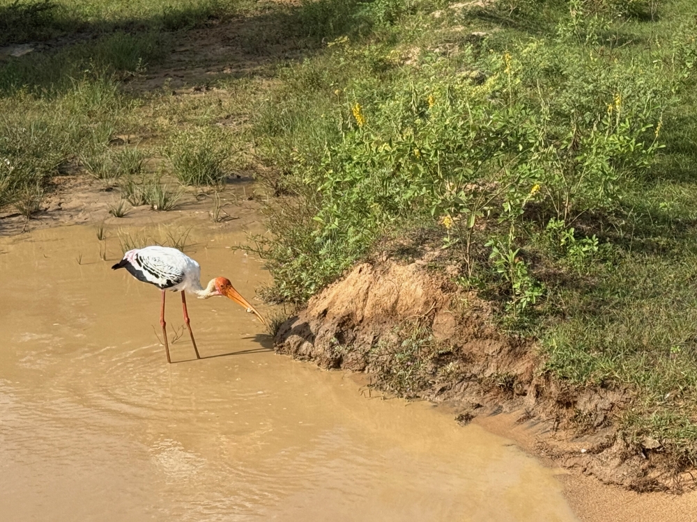 Sri Lanka