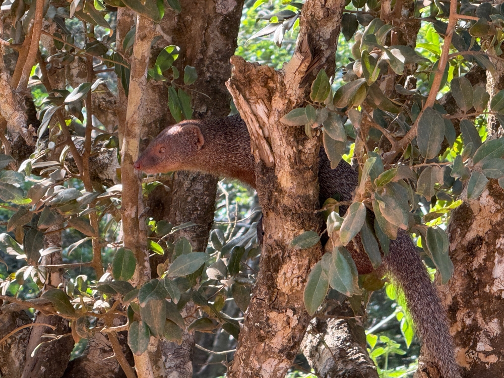 Sri Lanka