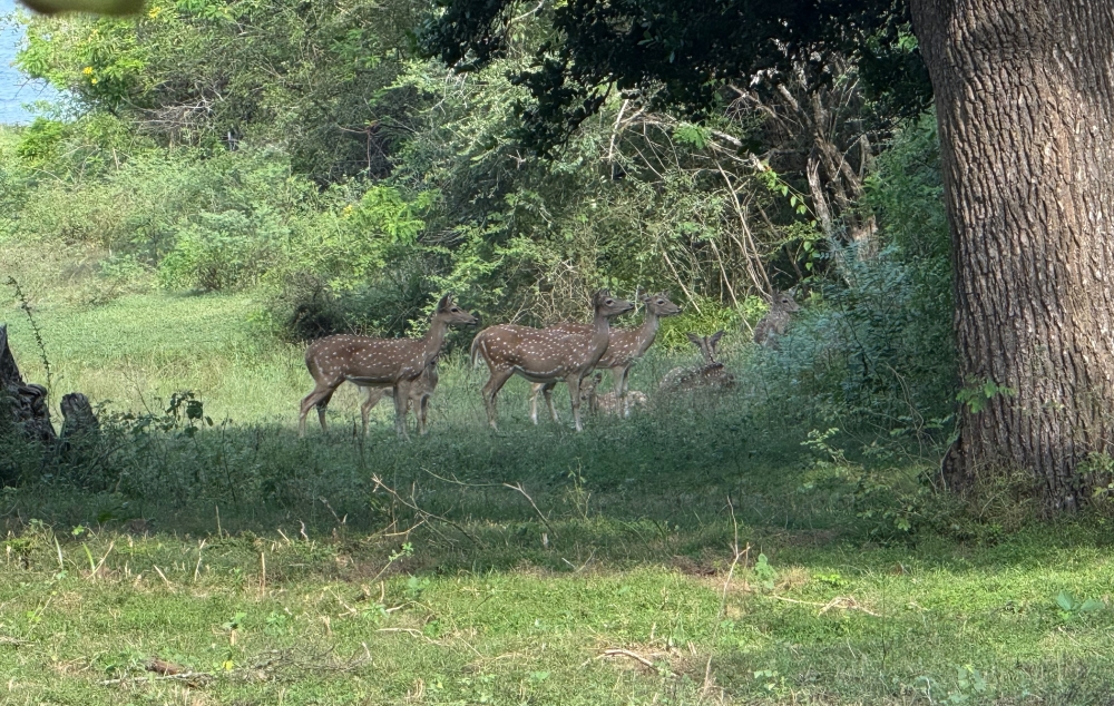 Sri Lanka