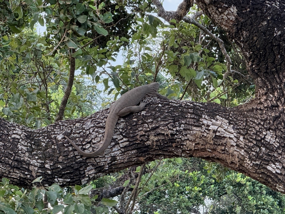 Sri Lanka