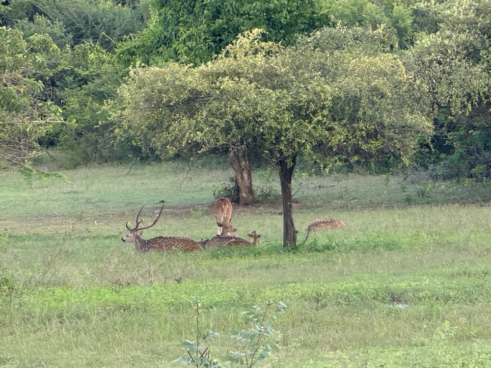 Sri Lanka