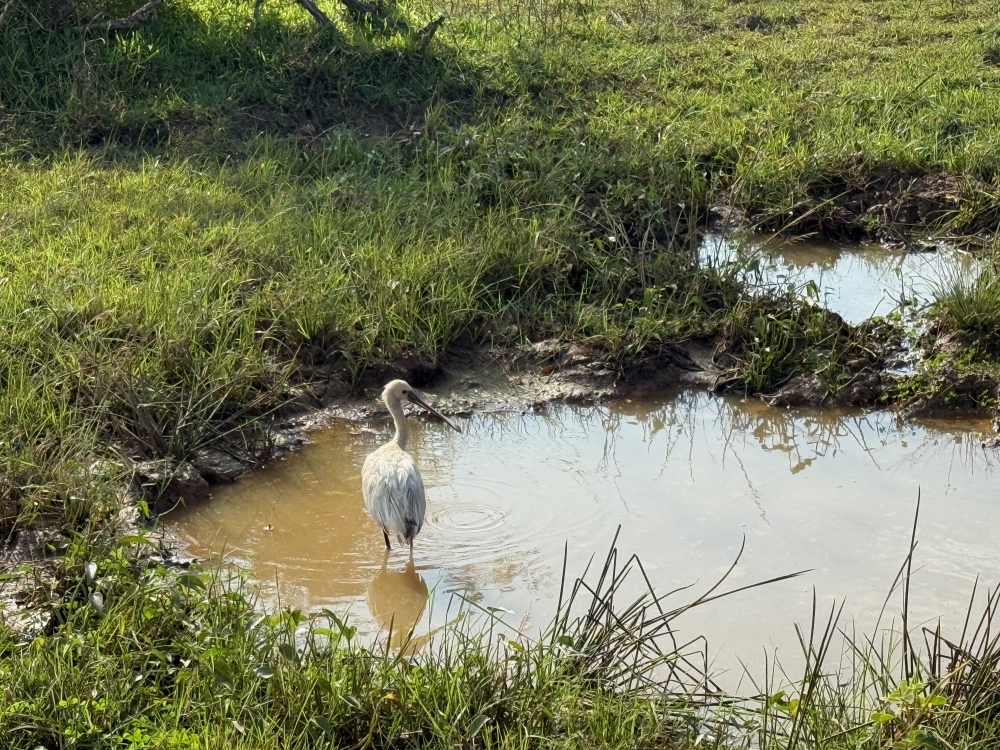 Sri Lanka