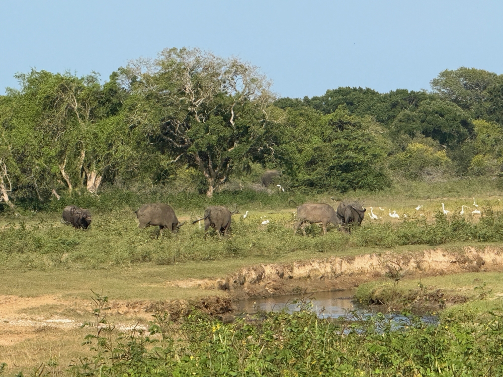Sri Lanka