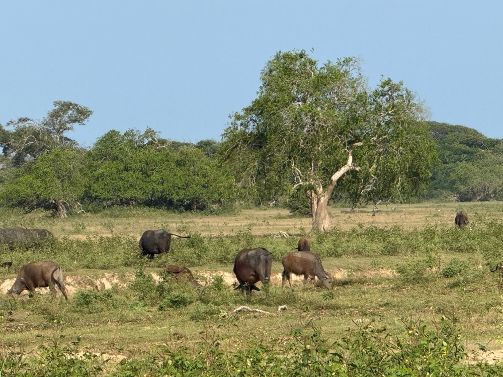 Sri Lanka