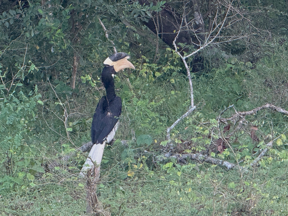 Sri Lanka