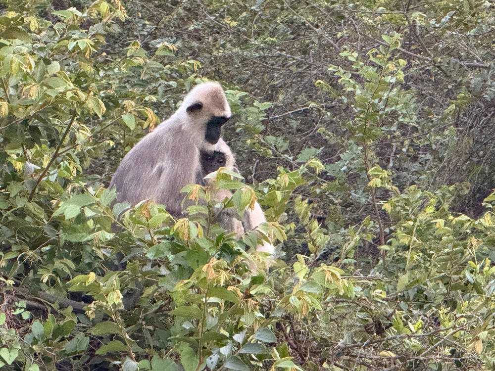 Sri Lanka