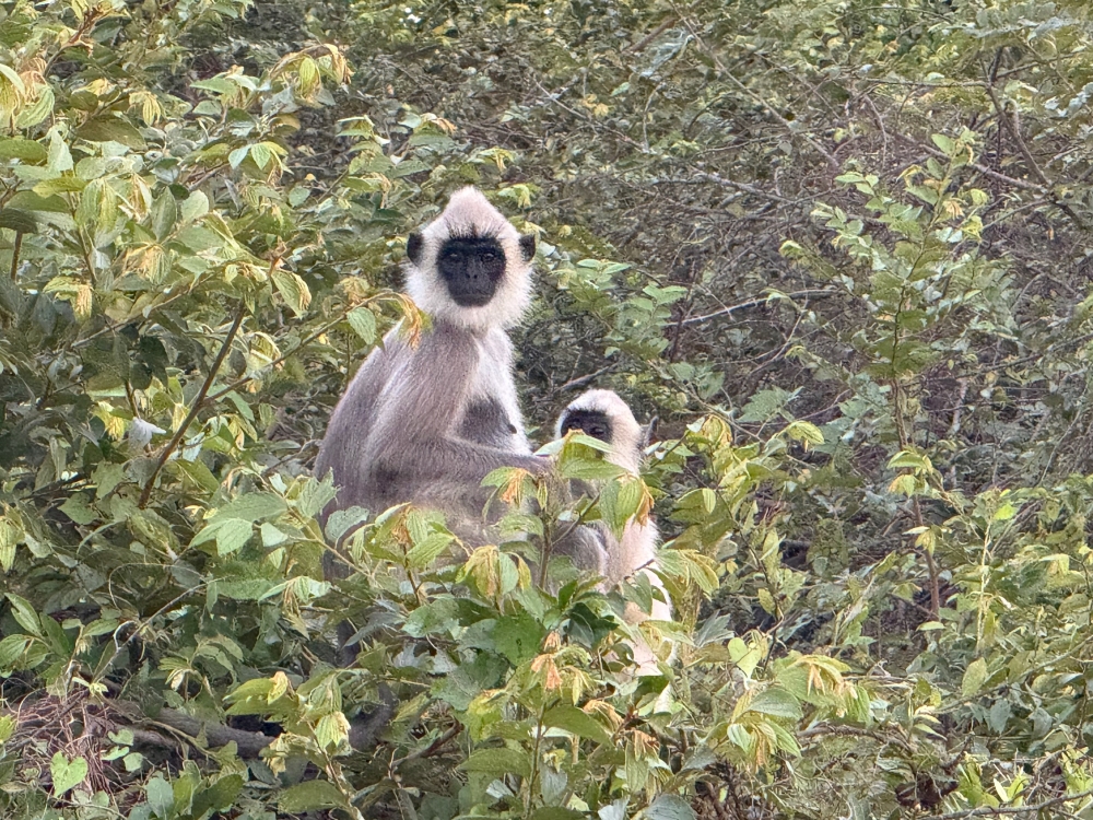 Sri Lanka